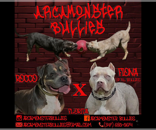 Medium Photo #1  Breeder Profile in PORT SAINT LUCIE, FL, USA