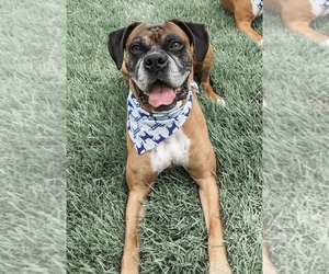 Main photo of Boxer Dog Breeder near AND, SC, USA
