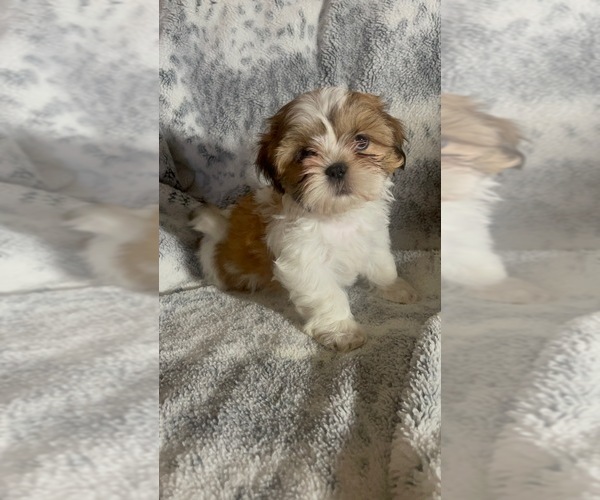 Medium Photo #4  Breeder Profile in HILLSBOROUGH, NJ, USA