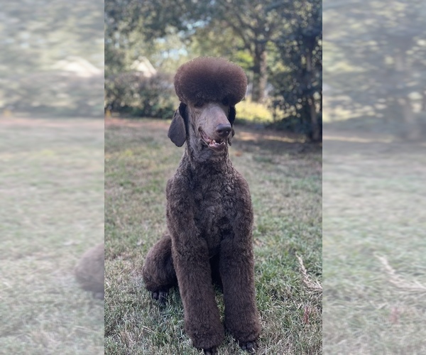 Medium Photo #1  Breeder Profile in WARNER ROBINS, GA, USA