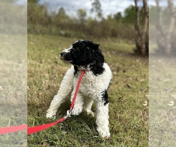 Medium Photo #9  Breeder Profile in BRANDON, FL, USA