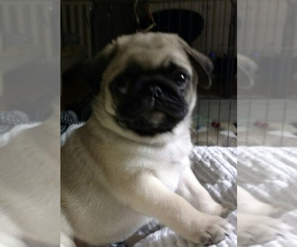 Medium Photo #1  Breeder Profile in BELVILLE, NC, USA