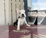 Small breeder photo