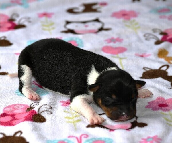 Medium Photo #11  Breeder Profile in PETERSBURG, PA, USA