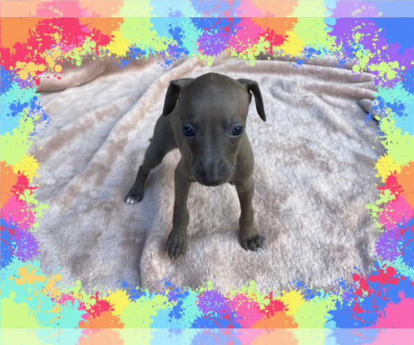 Medium Photo #3  Breeder Profile in FORT LAUDERDALE, FL, USA