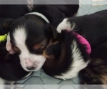 Small #14 Breeder Profile image