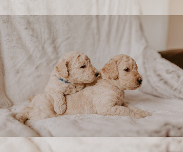 Medium Photo #1  Breeder Profile in GILBERT, AZ, USA
