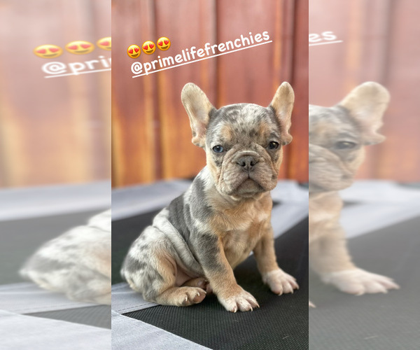 Medium Photo #1  Breeder Profile in OCEANSIDE, CA, USA