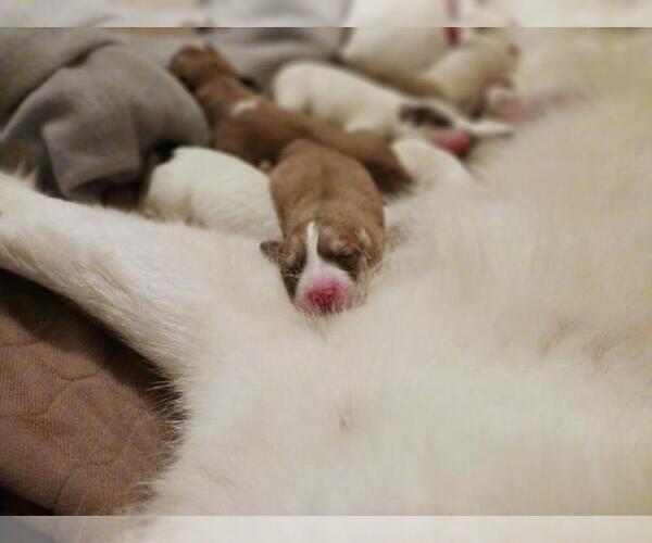 Medium Photo #1  Breeder Profile in BUCKEYE, AZ, USA