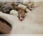 Small breeder photo