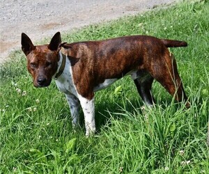Rat Terrier Dog Breeder near PETERSBURG, PA, USA