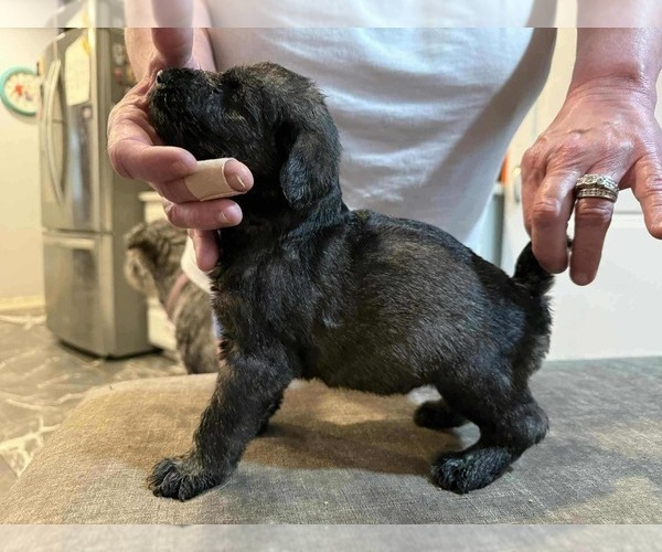 Medium Photo #1  Breeder Profile in SPRINGFIELD, MO, USA
