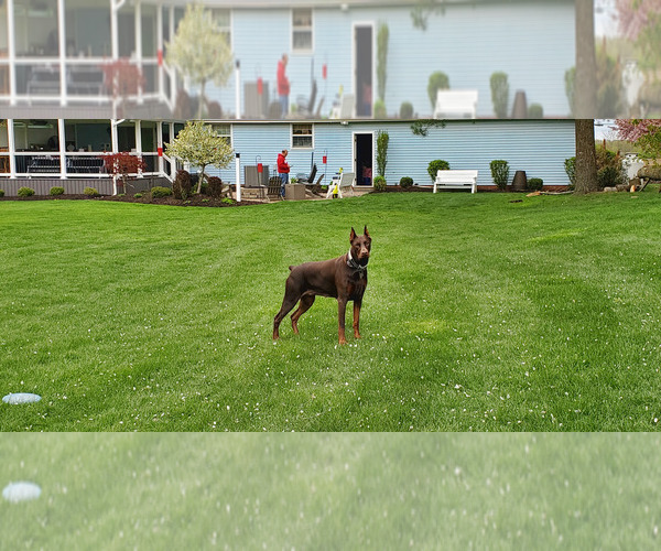 Medium Photo #2  Breeder Profile in ALLIANCE, OH, USA