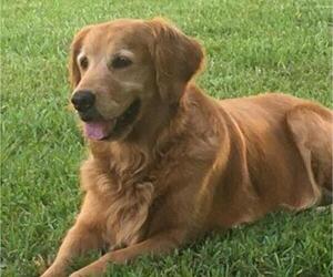Golden Retriever Dog Breeder in LIVINGSTON,  USA