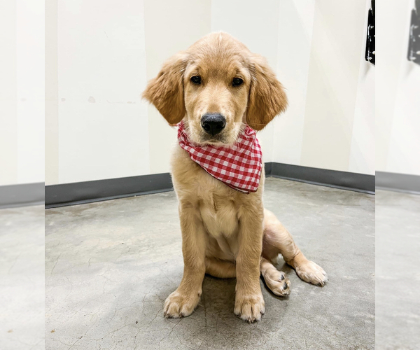 Medium Photo #38  Breeder Profile in SUWANEE, GA, USA