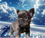 Small breeder photo