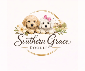Goldendoodle mix (+ Poodle Miniature) Dog Breeder near GASTONIA, NC, USA