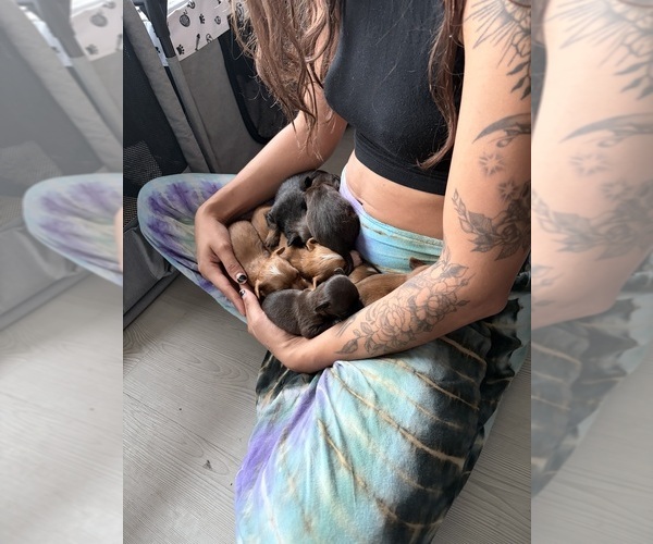 Medium Photo #3  Breeder Profile in SAN ANTONIO, TX, USA