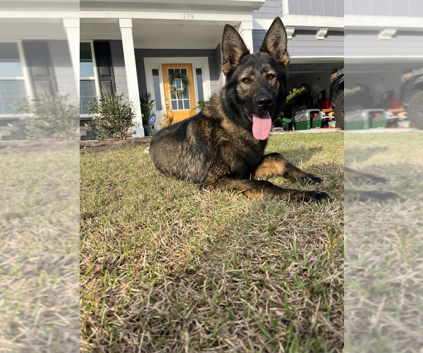 Medium Photo #1  Breeder Profile in WILMINGTON, NC, USA