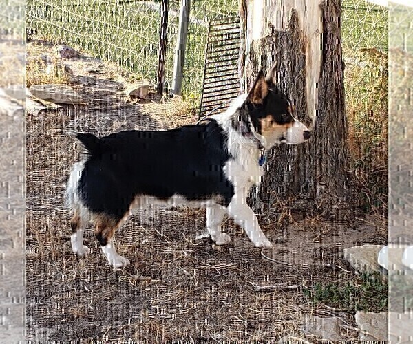 Medium Photo #16  Breeder Profile in BRIGGSDALE, CO, USA