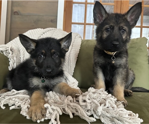 Medium Photo #3  Breeder Profile in PERKINSVILLE, VT, USA