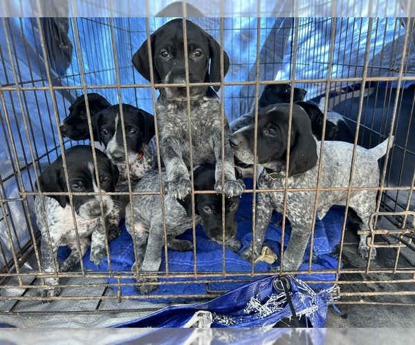 Medium Photo #1  Breeder Profile in FAYETTEVILLE, AR, USA