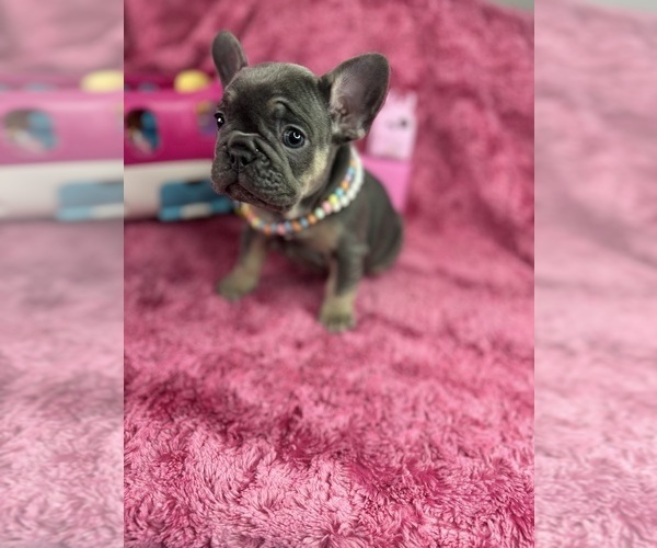 Medium Photo #41  Breeder Profile in JEFFERSONVILLE, IN, USA