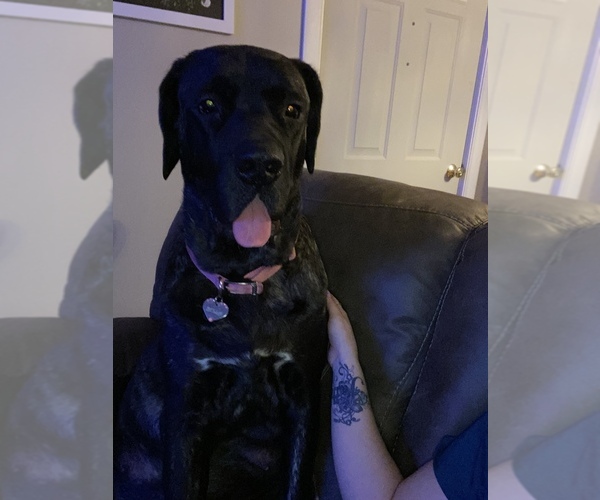 Medium Photo #1  Breeder Profile in BALLSTON, NY, USA