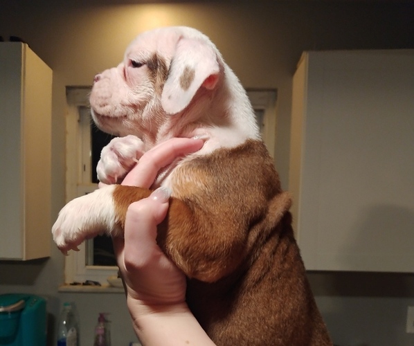 Medium Photo #1  Breeder Profile in CAMARGO, KY, USA