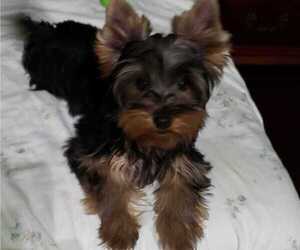 Yorkshire Terrier Dog Breeder near BRIDGEPORT, CT, USA