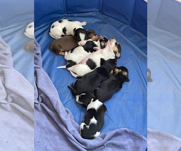 Medium Photo #1  Breeder Profile in GREENSBURG, PA, USA