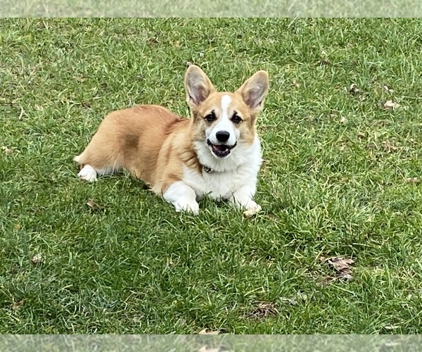 Medium Photo #1  Breeder Profile in GOSHEN, OH, USA
