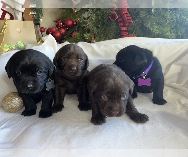 Medium Photo #1  Breeder Profile in DOWNEY, CA, USA