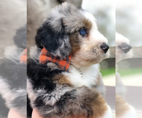 Medium Photo #1  Breeder Profile in OVERLAND PARK, KS, USA