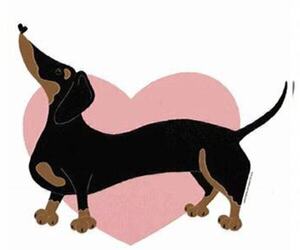 Dachshund Dog Breeder near DAYTONA BEACH, FL, USA