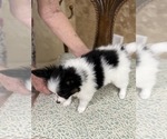 Small #4 Breeder Profile image