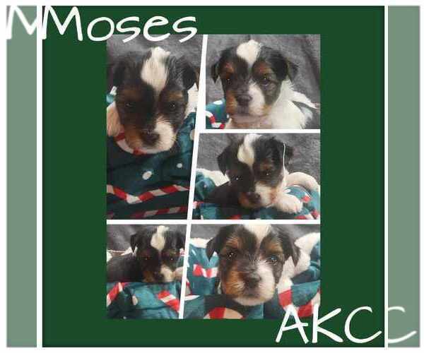 Medium Photo #24  Breeder Profile in FT WORTH, TX, USA