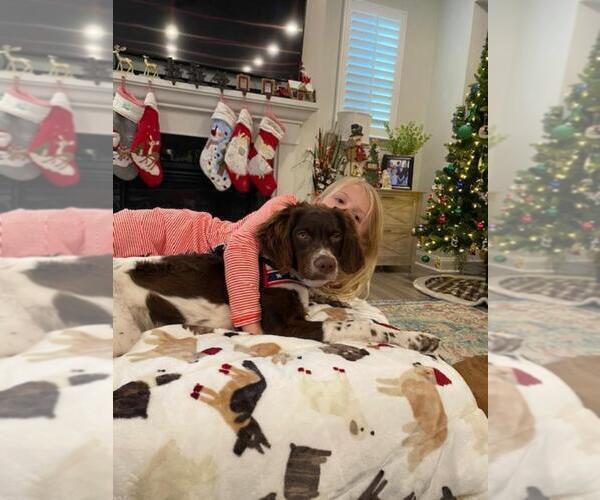 Medium Photo #185  Breeder Profile in HORTENSE, GA, USA