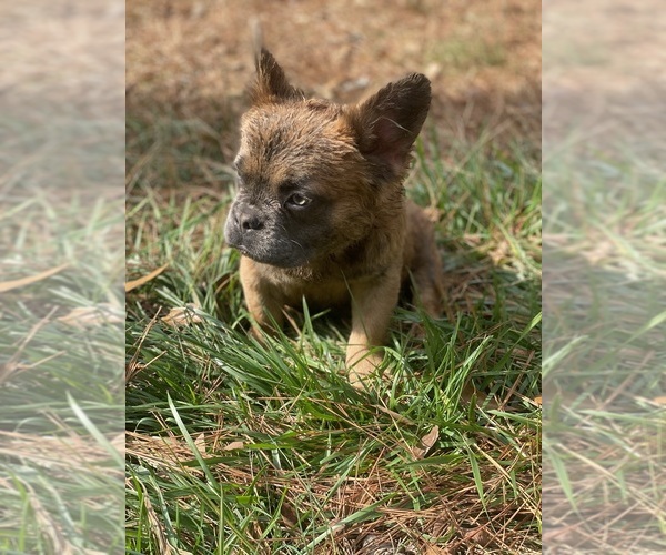 Medium Photo #17  Breeder Profile in SNELLVILLE, GA, USA