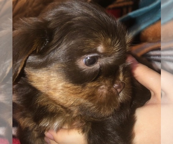 Medium Photo #21  Breeder Profile in SCOTTSDALE, AZ, USA