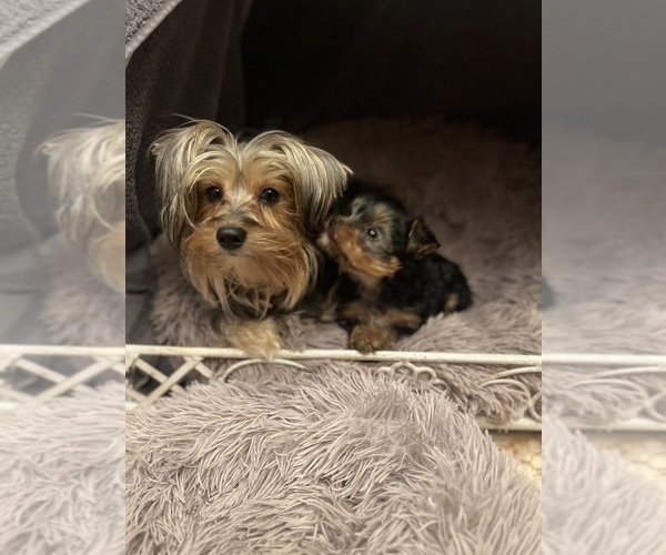 Medium Photo #16  Breeder Profile in MACON, GA, USA