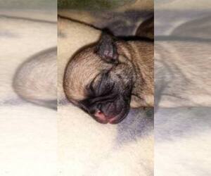 Pug Dog Breeder near EAU CLAIRE, WI, USA