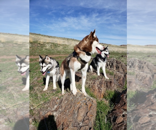 Medium Photo #1  Breeder Profile in CALDWELL, ID, USA