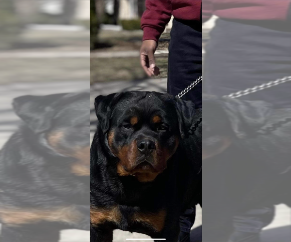 Medium Photo #1  Breeder Profile in MILWAUKEE, WI, USA