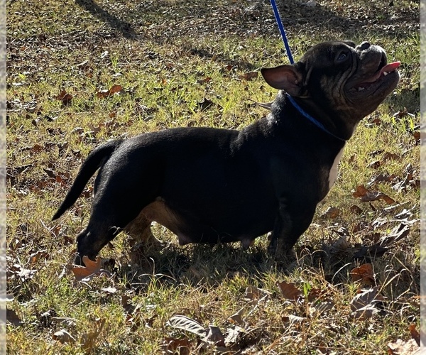 Medium Photo #1  Breeder Profile in ELLENWOOD, GA, USA