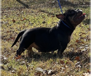 American Bully Dog Breeder near ELLENWOOD, GA, USA