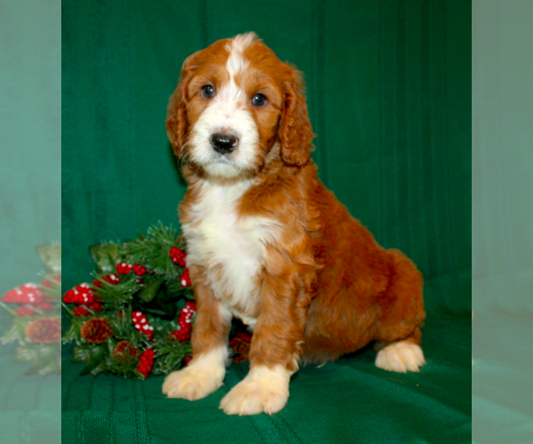 Medium Photo #1  Breeder Profile in MANHEIM, PA, USA