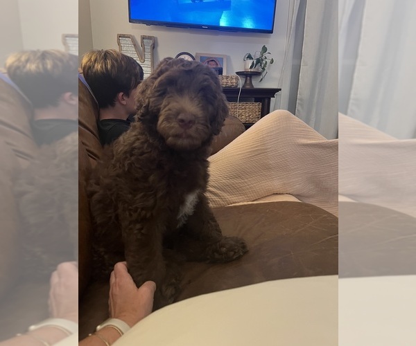 Medium Photo #8  Breeder Profile in DAPHNE, AL, USA