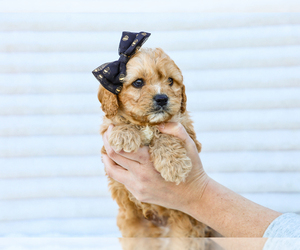 Cavapoo (Miniature) Dog Breeder near LIBERTY, KY, USA