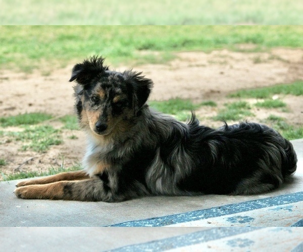 Medium Photo #2  Breeder Profile in SANGER, TX, USA